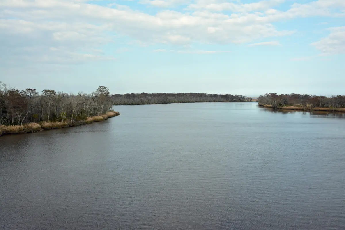 Altamaha-ha — illustration
