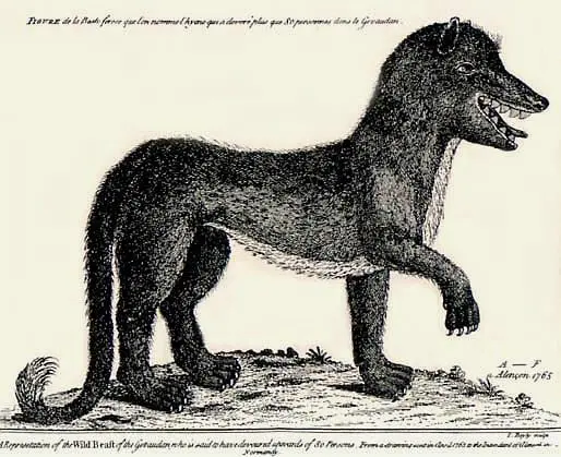 Beast of Gévaudan — illustration