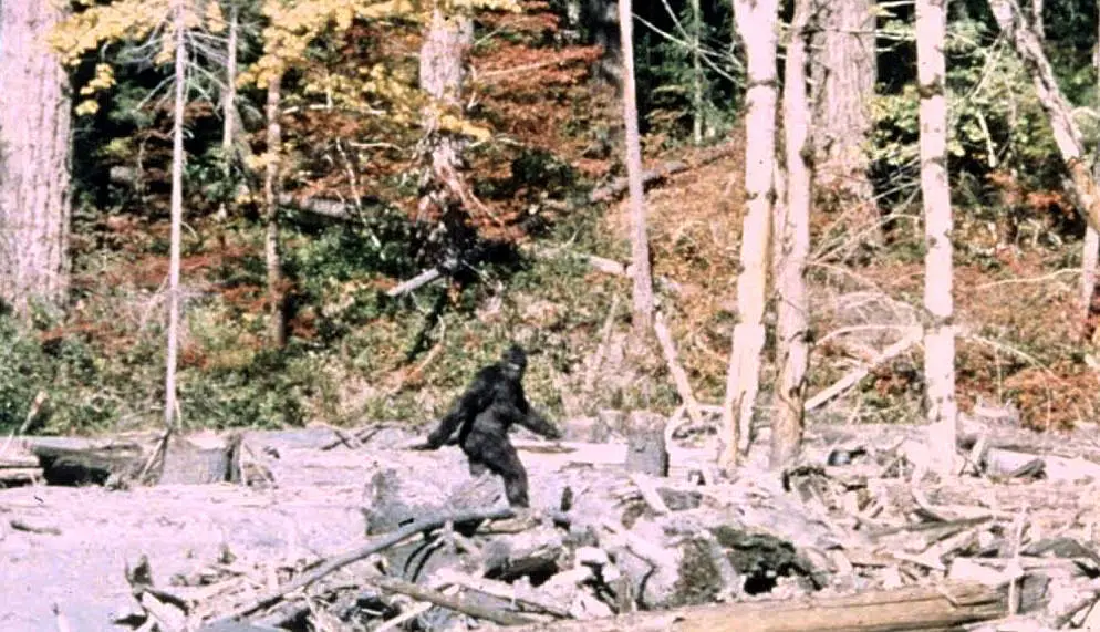 Bigfoot (Sasquatch) — illustration