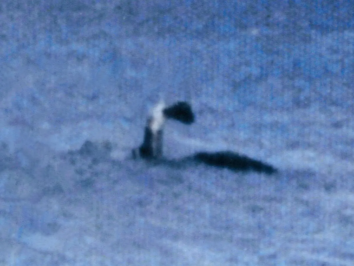Champ (Lake Champlain Monster) — illustration