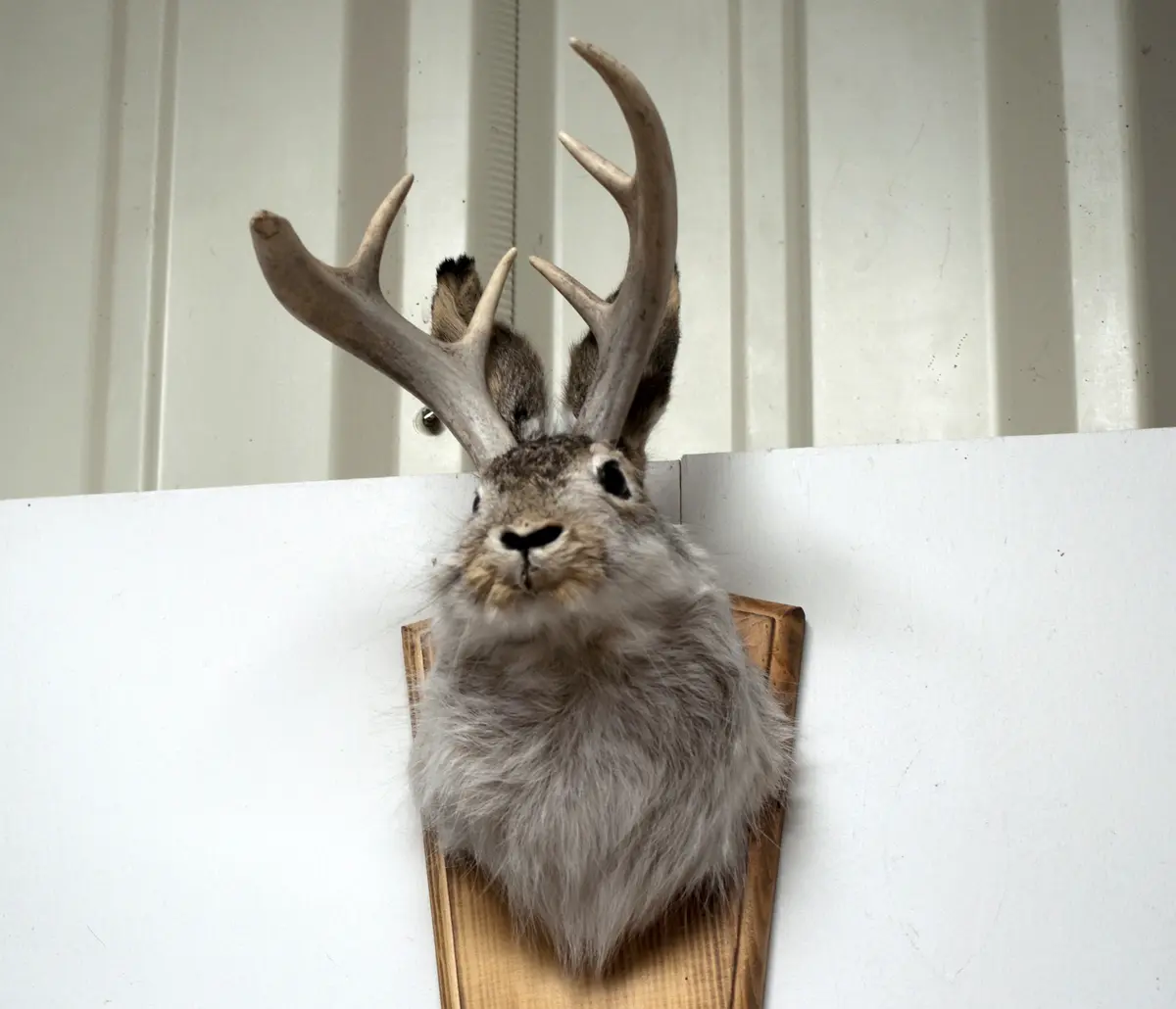 Jackalope — illustration