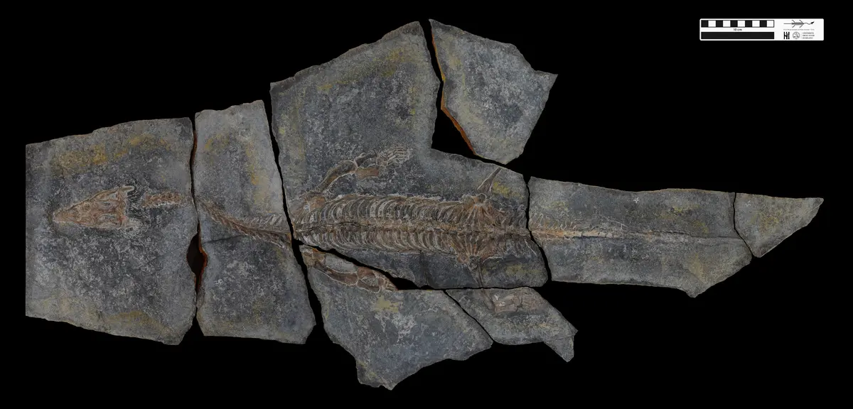 Lariosaurus — illustration