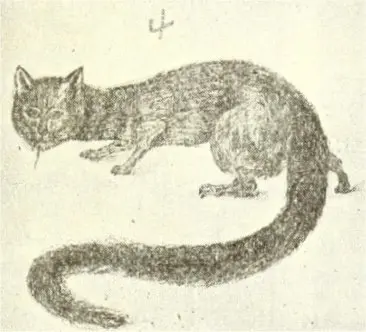Nguruvilu — illustration