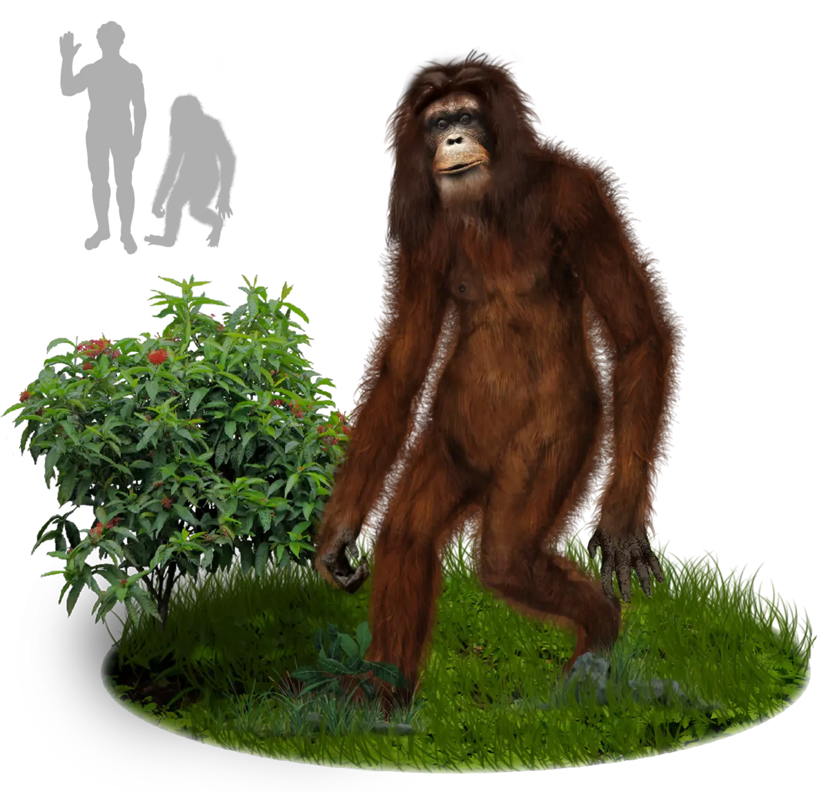 Orang Pendek — illustration