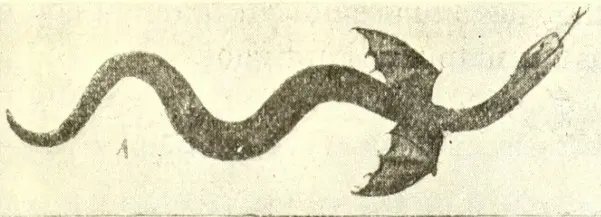 Peuchen — illustration