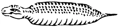 Tsuchinoko — illustration