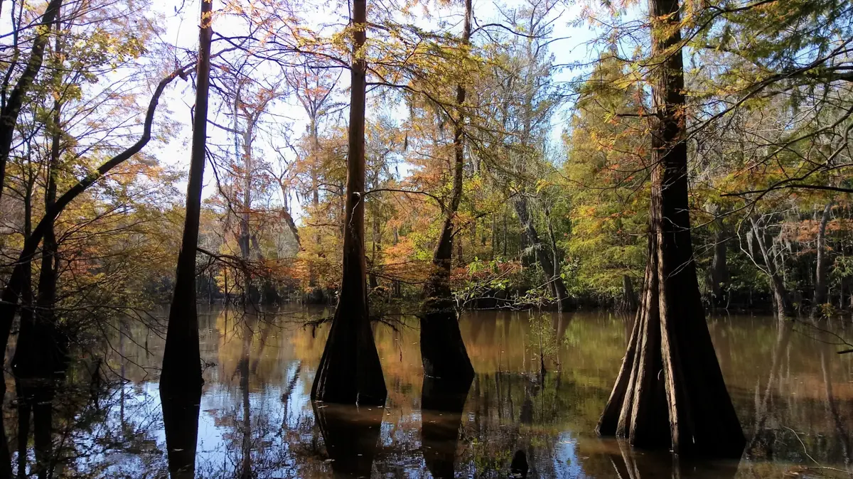 Big Thicket, Texas, United States